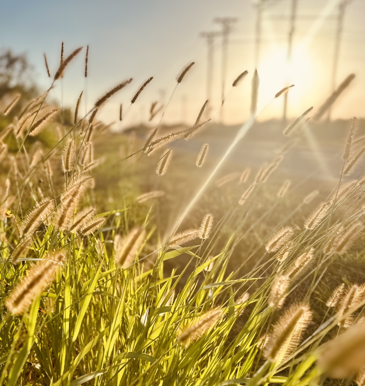 Ranch grasses and seedheads in warm light